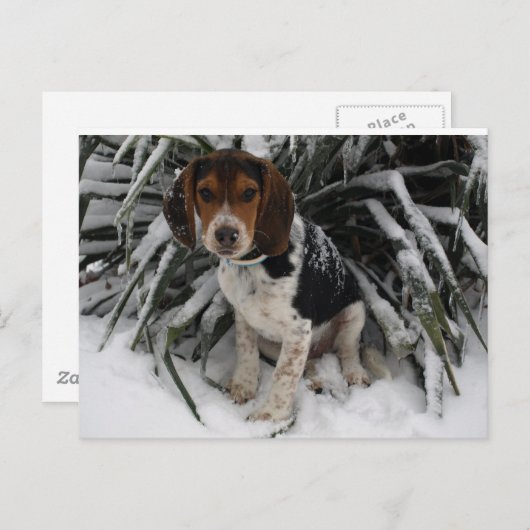 Carte Postale Chien Chien Chien Chien Chien Chien Chien Beagle C (Devant / Derrière)