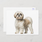 Carte Postale Chien Chien Chien Chien Chien Chien Chien Blanc Et (Devant / Derrière)