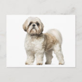 Carte Postale Chien Chien Chien Chien Chien Chien Chien Blanc Et (Devant)