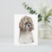 Carte Postale Chien Chien Chien Chien Chien Chien Chien Chien Ch (Debout devant)