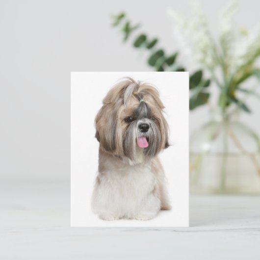 Carte Postale Chien Chien Chien Chien Chien Chien Chien Chien Ch (Debout devant)