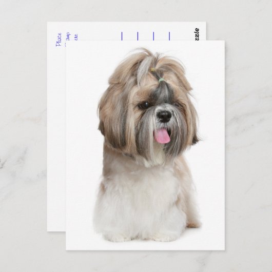 Carte Postale Chien Chien Chien Chien Chien Chien Chien Chien Ch (Devant / Derrière)