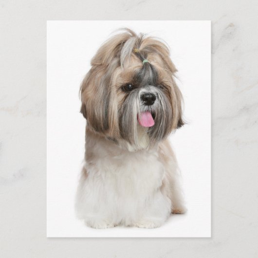 Carte Postale Chien Chien Chien Chien Chien Chien Chien Chien Ch (Devant)