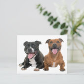 Carte Postale Chien Chien Chien Chien Chien Chien Chien Chien Ch (Debout devant)