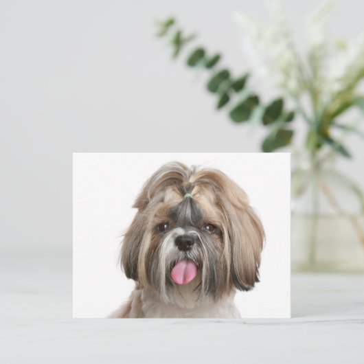 Carte Postale Chien Chien Chien Chien Chien Chien Chien Chien Ch (Debout devant)