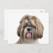 Carte Postale Chien Chien Chien Chien Chien Chien Chien Chien Ch (Devant / Derrière)
