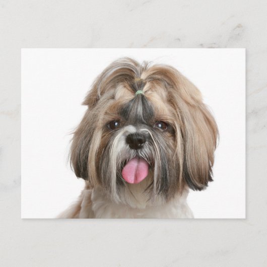 Carte Postale Chien Chien Chien Chien Chien Chien Chien Chien Ch (Devant)