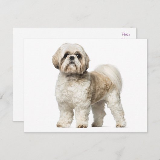 Carte Postale Chien Chien Chien Chien Chien Chien Chien Chien Ch (Devant / Derrière)