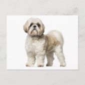 Carte Postale Chien Chien Chien Chien Chien Chien Chien Chien Ch (Devant)