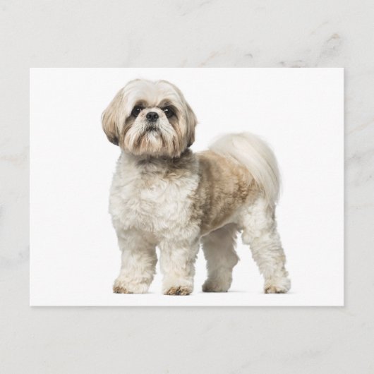 Carte Postale Chien Chien Chien Chien Chien Chien Chien Chien Ch (Devant)