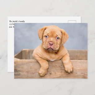 Carte Postale Chien Chien Chien Chien Chien Chien Chien Chien De