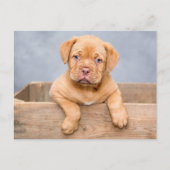 Carte Postale Chien Chien Chien Chien Chien Chien Chien Chien De (Devant)