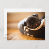 Carte Postale Chien Chien Chien Chien Chien Chien Chien Qui Dort (Devant / Derrière)