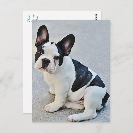 Carte postale Chien Chien Chien Chien Chien França (Devant / Derrière)