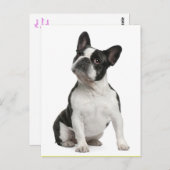 Carte postale Chien Chien Chien Chien Chien França (Devant / Derrière)