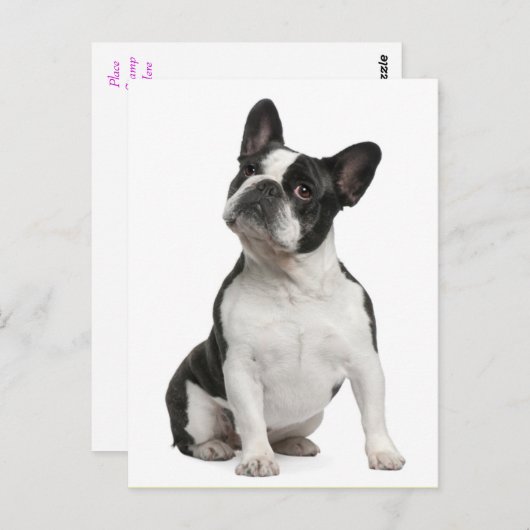 Carte postale Chien Chien Chien Chien Chien França (Devant / Derrière)