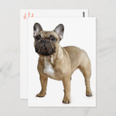 Carte postale Chien Chien Chien Chien Chien França (Devant / Derrière)