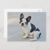 Carte postale Chien Chien Chien Chien Chien França (Devant / Derrière)