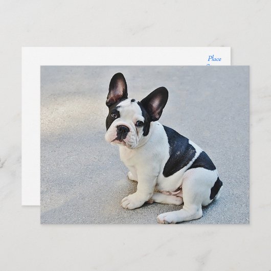 Carte postale Chien Chien Chien Chien Chien França (Devant / Derrière)