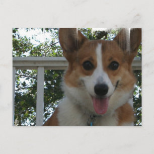 Carte postale Chien Chien Chien Corgi