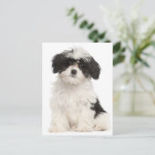 Carte postale Chien Chien Noir Et Blanc Havanais (Debout devant)