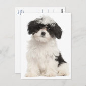 Carte postale Chien Chien Noir Et Blanc Havanais (Devant / Derrière)
