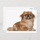 Carte postale Chien Chien Pekingese (Devant / Derrière)
