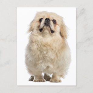 Carte postale Chien Chien Pekingese