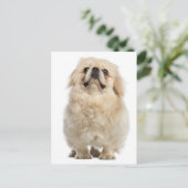 Carte postale Chien Chien Pekingese (Debout devant)