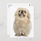 Carte postale Chien Chien Pekingese (Devant / Derrière)