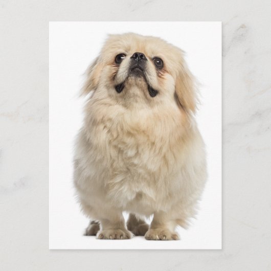 Carte postale Chien Chien Pekingese (Devant)