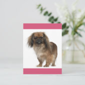 Carte postale Chien Chien Pekingese (Debout devant)