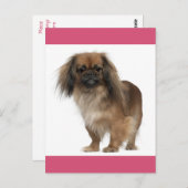 Carte postale Chien Chien Pekingese (Devant / Derrière)