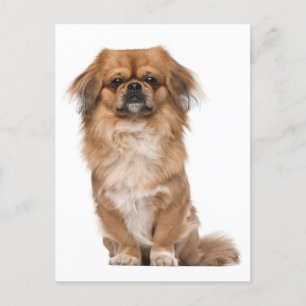 Carte postale Chien Chien Pekingese