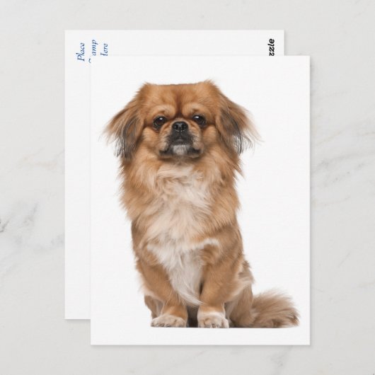 Carte postale Chien Chien Pekingese (Devant / Derrière)