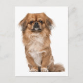 Carte postale Chien Chien Pekingese (Devant)