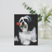 Carte Postale Chien Chih Tzu (Debout devant)