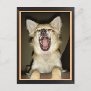 Carte postale chien chihuahua humor briefkaart