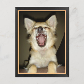 Carte postale chien chihuahua humor briefkaart