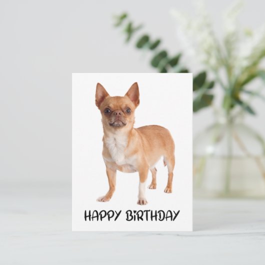 Carte Postale Chien chihuahua mignon d'anniversaire (Debout devant)