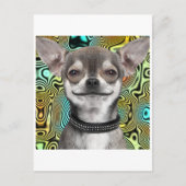 Carte Postale Chien Chihuahua souriant (Devant)