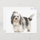 Carte Postale Chien chiite noir et blanc (Devant / Derrière)