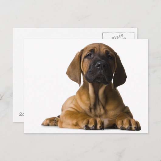 Carte Postale Chien chiot (Devant / Derrière)