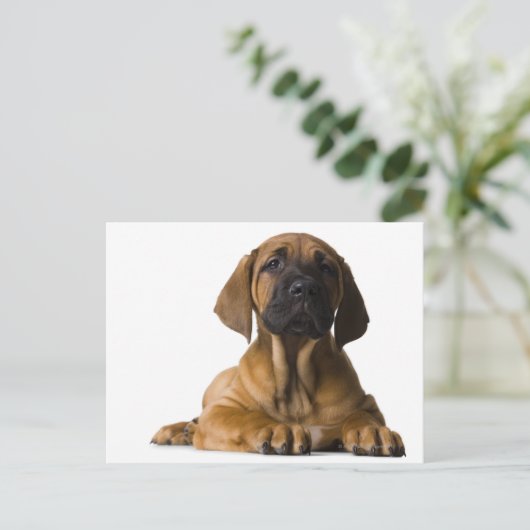Carte Postale Chien chiot (Debout devant)