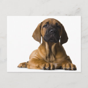 Carte Postale Chien chiot