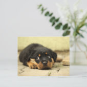 Carte Postale Chien chiot (Debout devant)