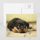 Carte Postale Chien chiot (Devant / Derrière)