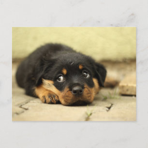 Carte Postale Chien chiot