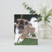Carte Postale Chien chiot américain Akita (Debout devant)