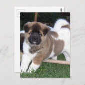 Carte Postale Chien chiot américain Akita (Devant / Derrière)